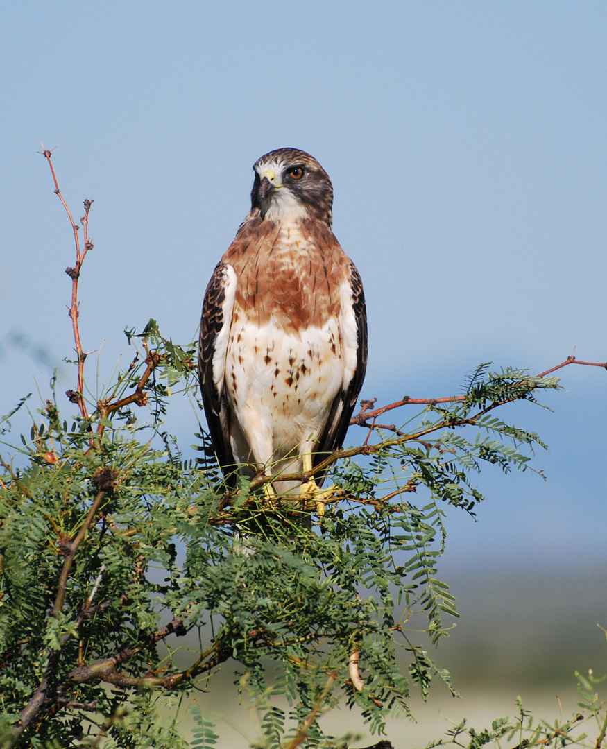 Aguilucho langostero