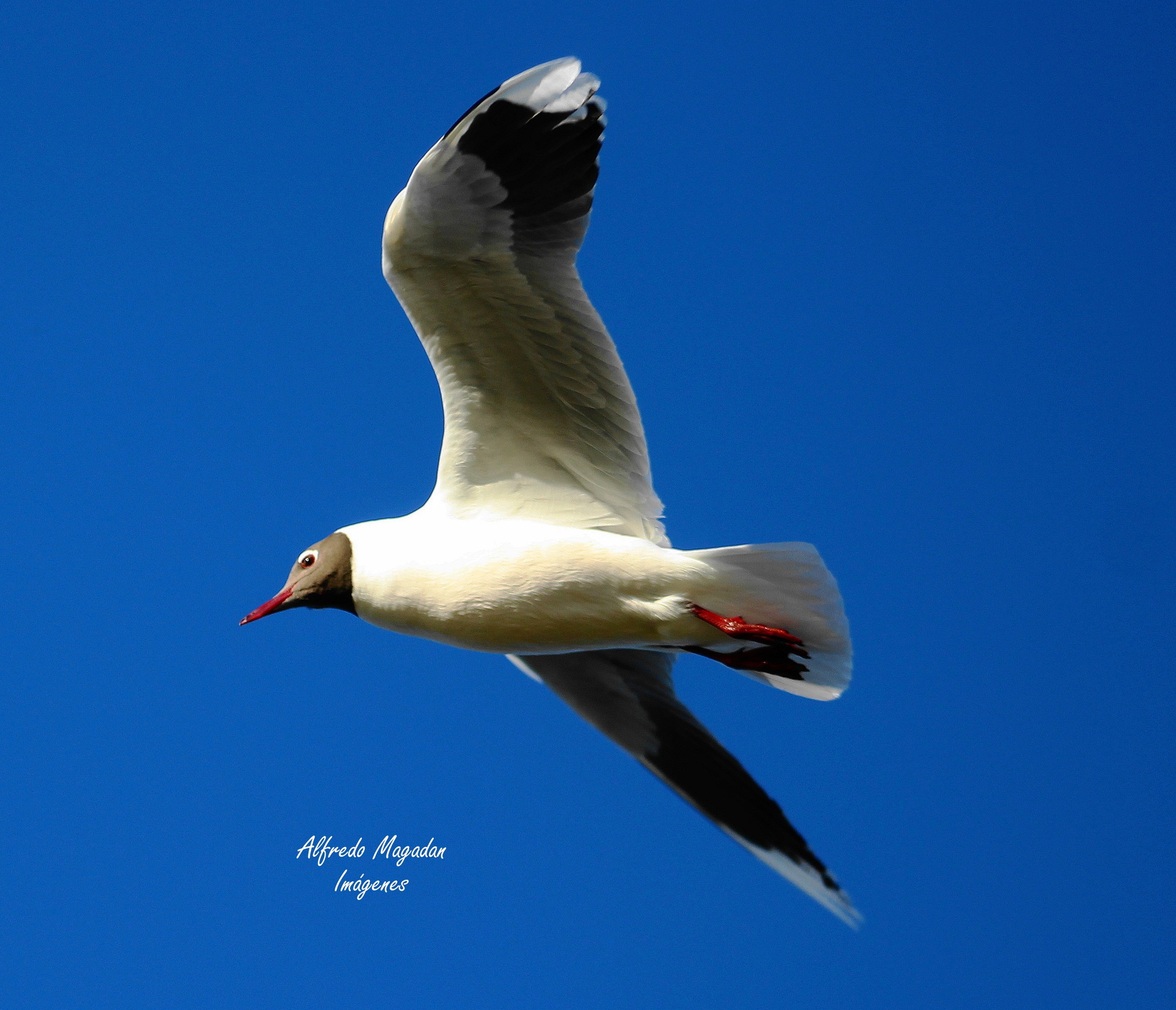 Gaviota capucho café