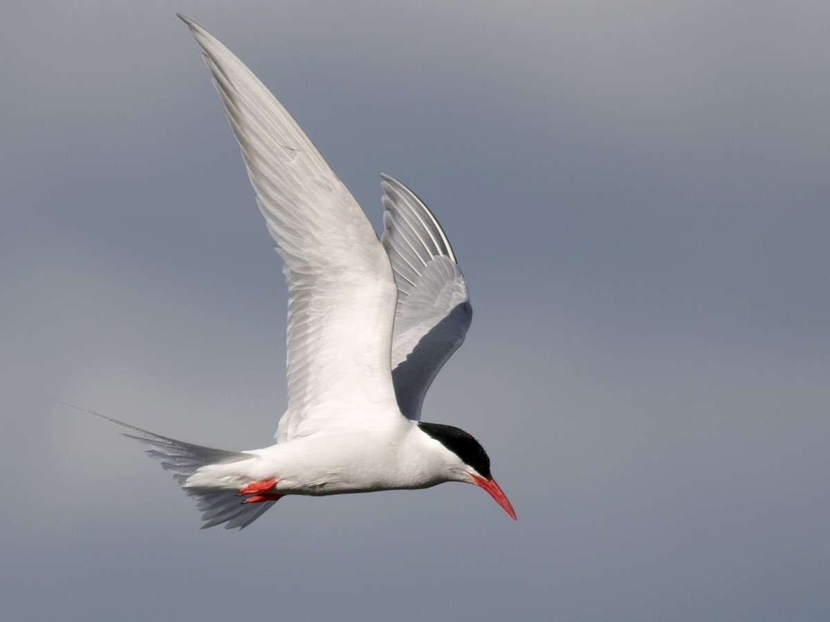 Gaviotín sudamericano