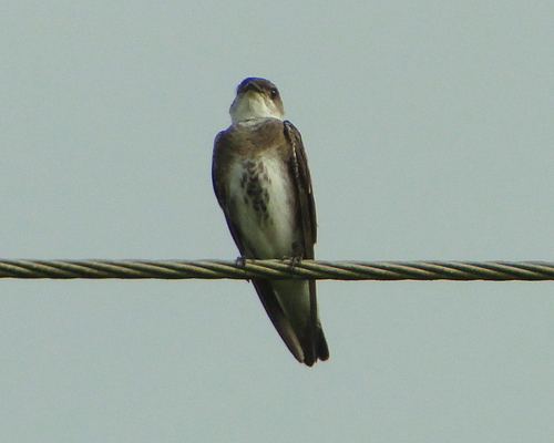 Golondrina parda