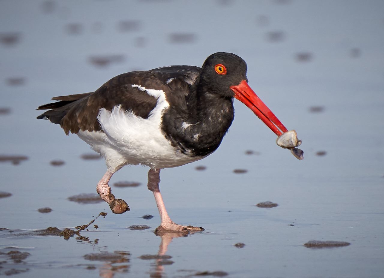 Aves Migratorias de Mar Chiquita