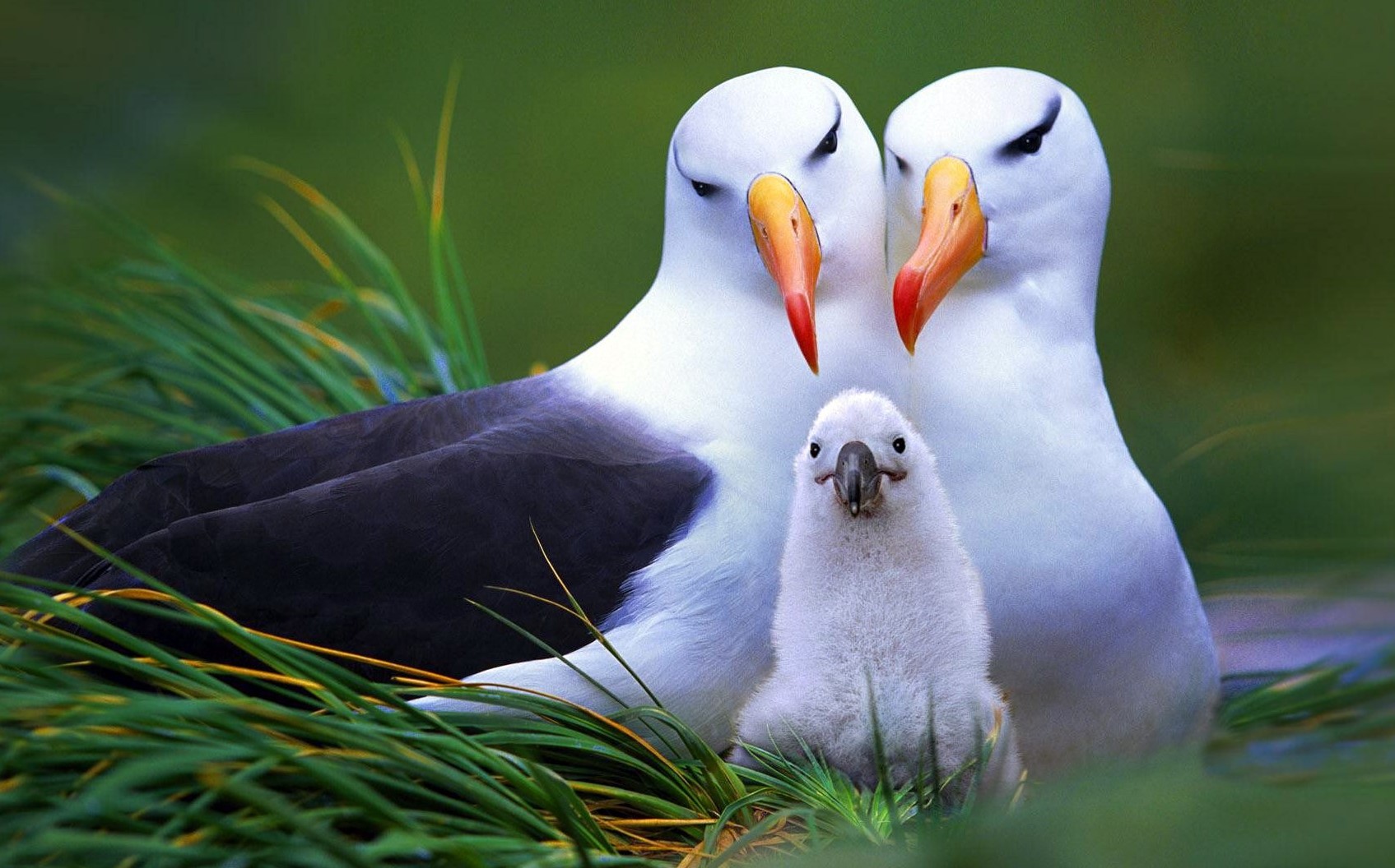 List of bird families.