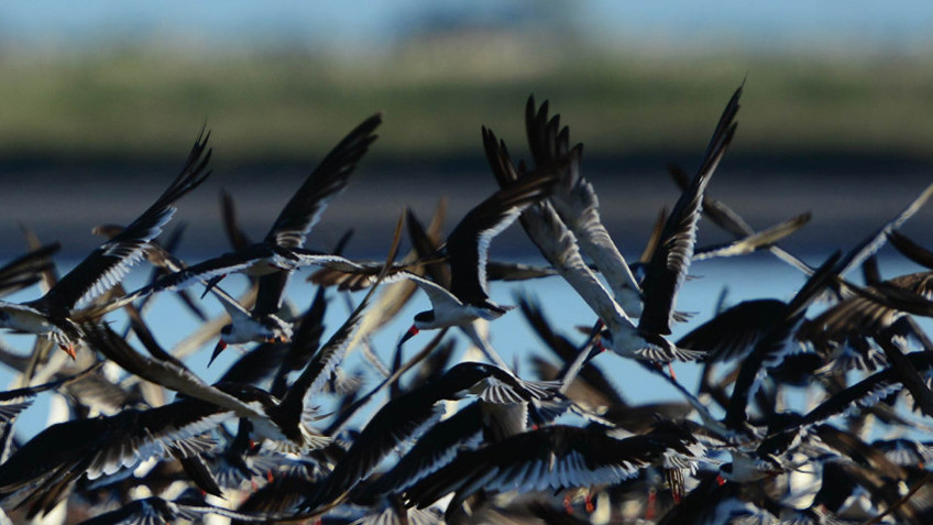 birds of Mar Chiquita