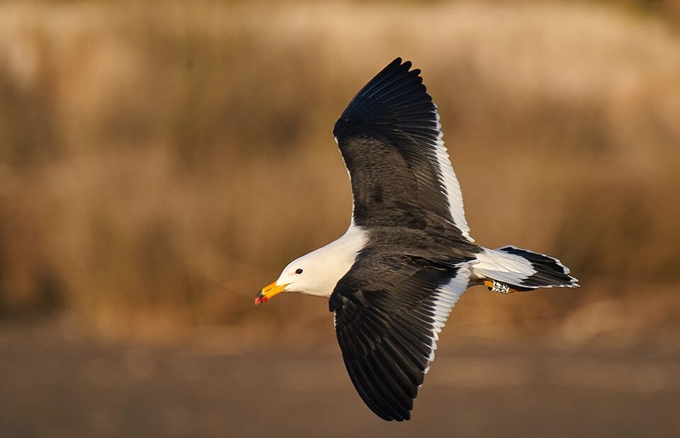 Mejores lugares para birding en Mar Chiquita